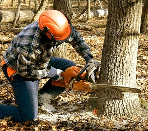 Tree Removal in Pope, MS